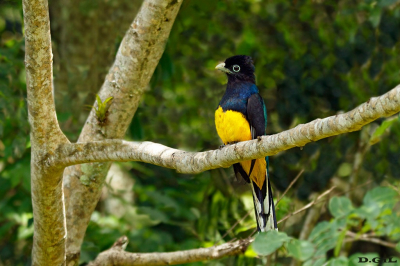 SURUCUÀ DE BARRIGA AMARELA (Trogon viridis)